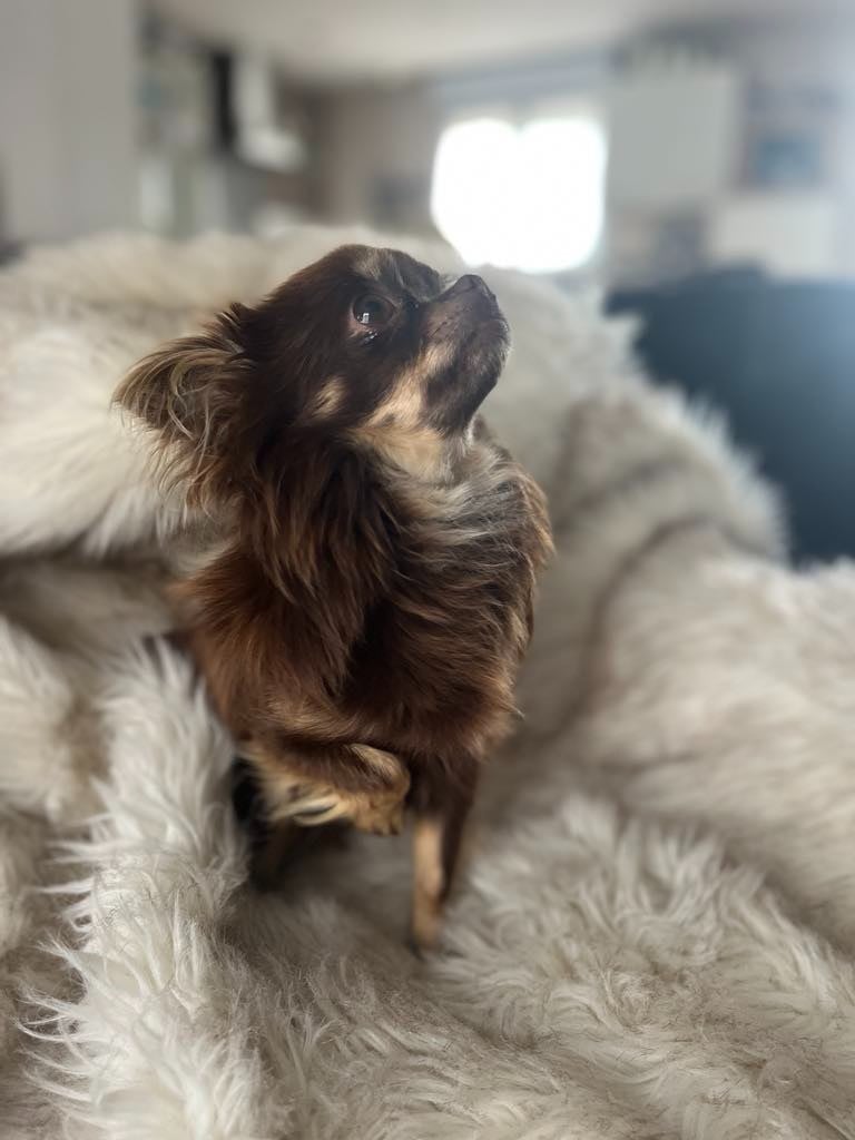 Publication : Du Royaume De La Casa Nova Auteur : mr lucas