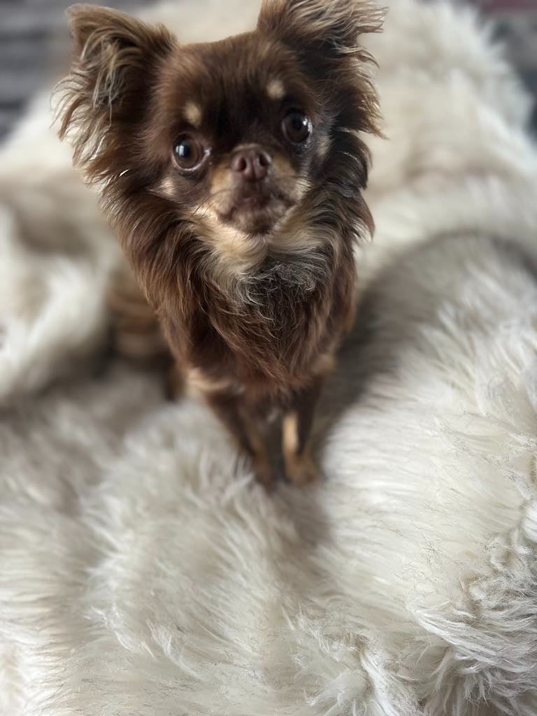 Publication : Du Royaume De La Casa Nova Auteur : mr lucas