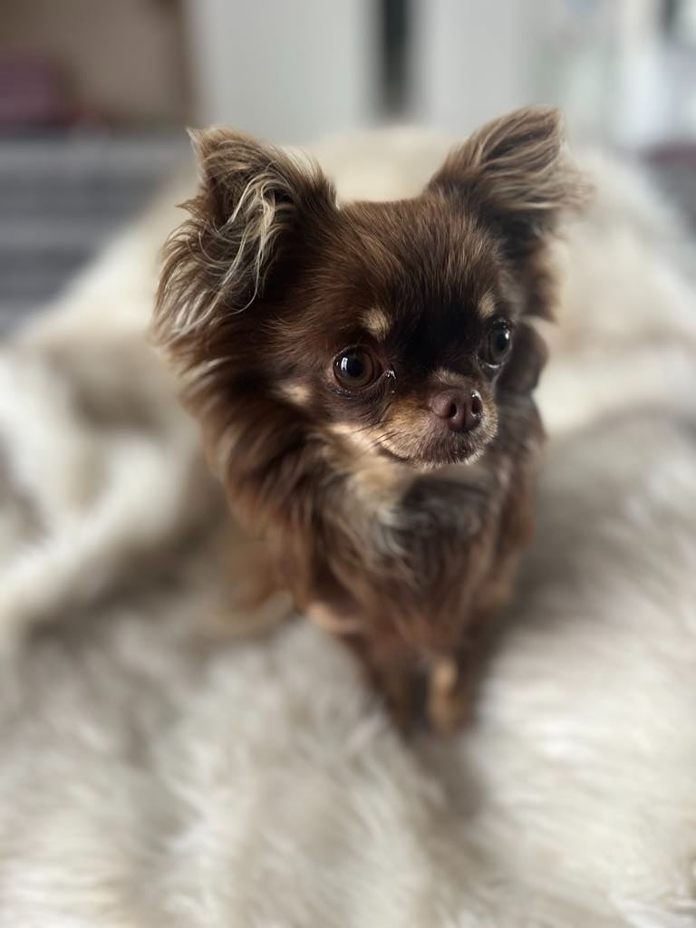 Publication : Du Royaume De La Casa Nova Auteur : mr lucas