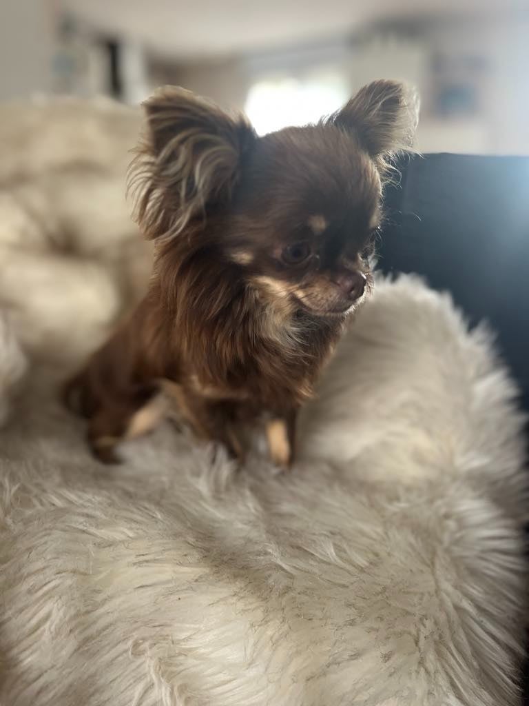 Publication : Du Royaume De La Casa Nova Auteur : mr lucas