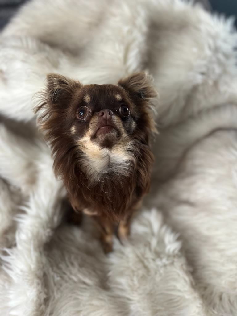 Publication : Du Royaume De La Casa Nova Auteur : mr lucas