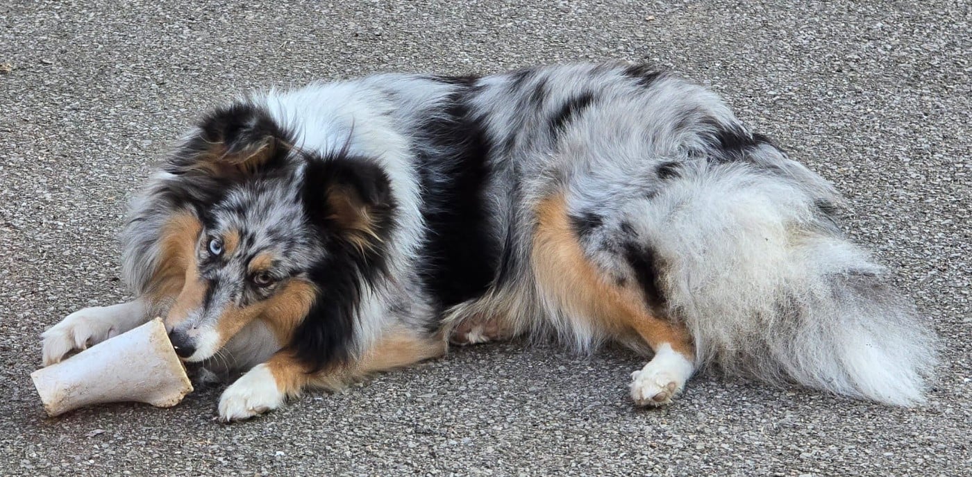 Publication : Sheltie Love