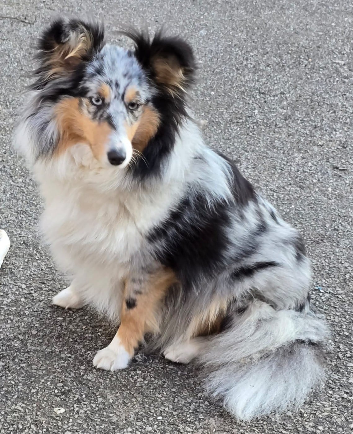 Publication : Sheltie Love