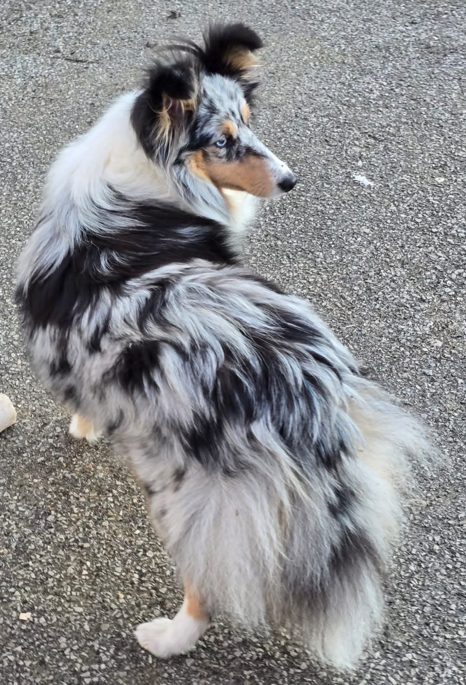 Publication : Sheltie Love
