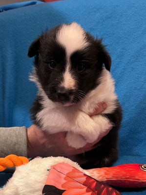 Les chiots de Shetland Sheepdog