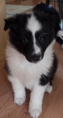 Les chiots de Shetland Sheepdog