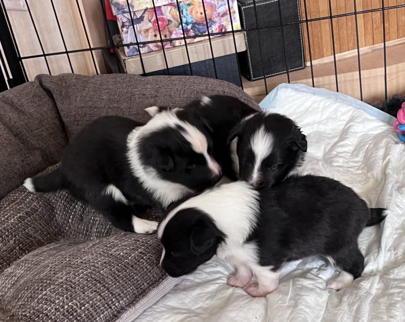 Shetland Sheepdog - (Sans Affixe)