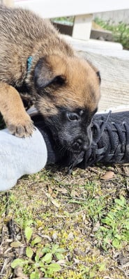 Les chiots de Berger Belge