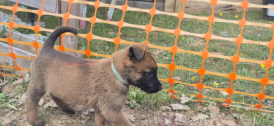 Les chiots de Berger Belge