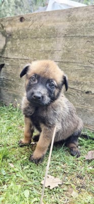 Les chiots de Berger Belge