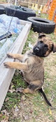 Les chiots de Berger Belge