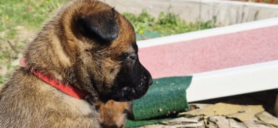 Les chiots de Berger Belge