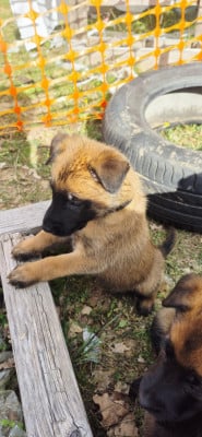 Les chiots de Berger Belge