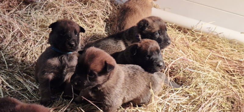 Berger Belge - Des Soldats Du Camp Redon