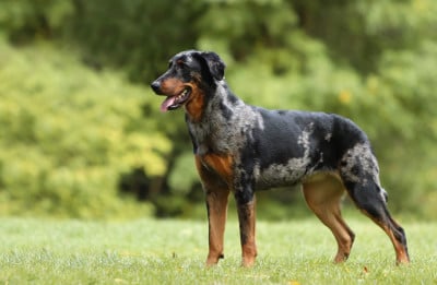 Du Soleil De La Strega