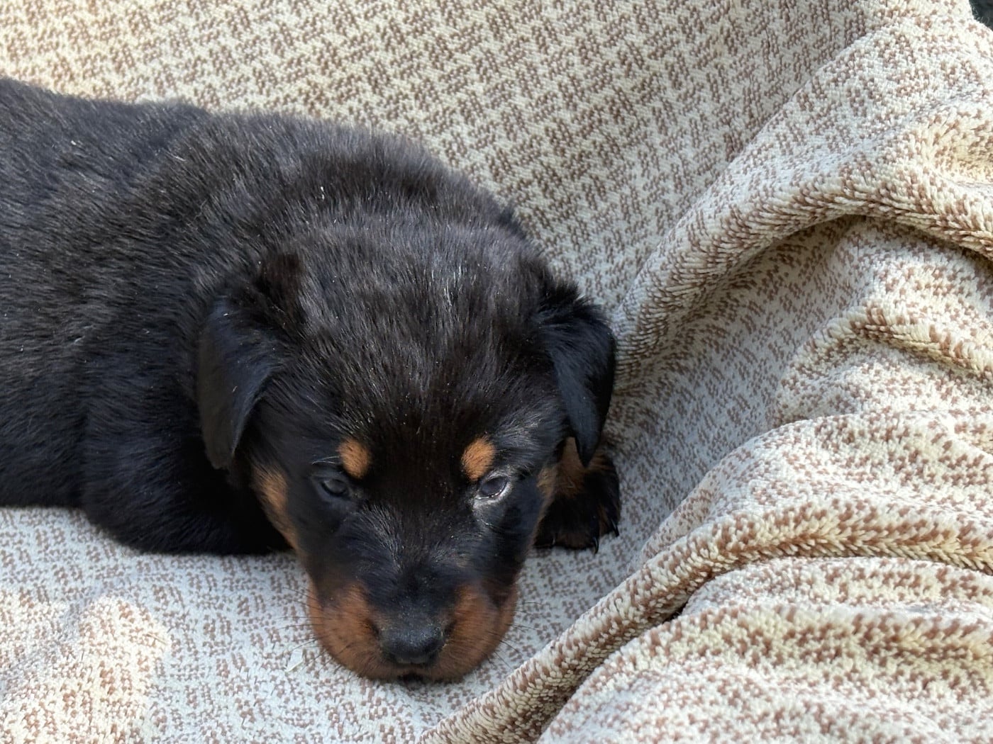 Berger de Beauce - Du Soleil De La Strega