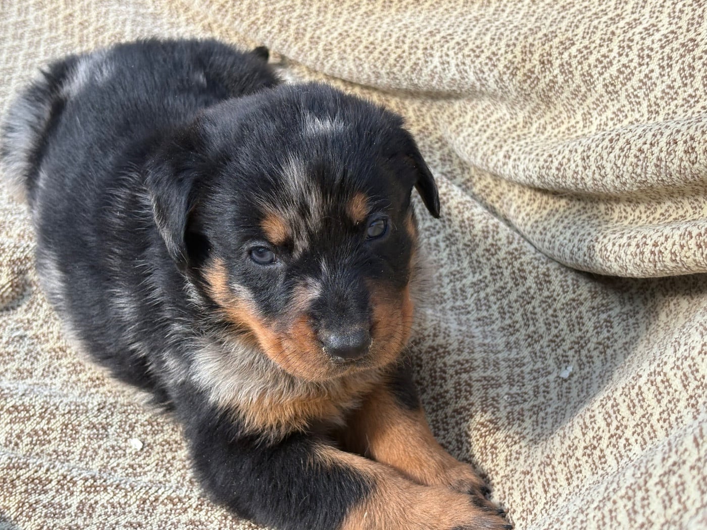 Berger de Beauce - Du Soleil De La Strega