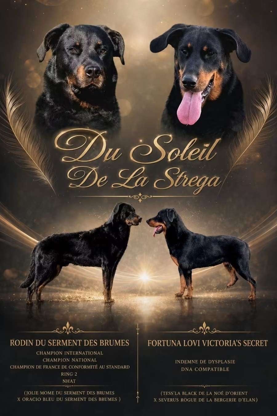 Chiot Berger de Beauce