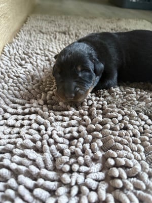 Les chiots de Berger de Beauce