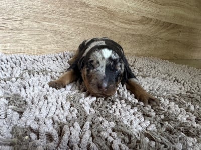 Les chiots de Berger de Beauce