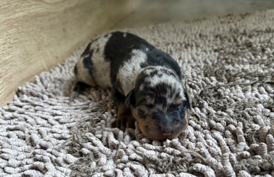 Les chiots de Berger de Beauce