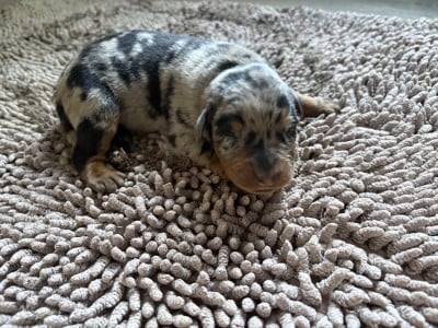 Les chiots de Berger de Beauce