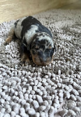 Les chiots de Berger de Beauce