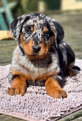Les chiots de Berger de Beauce