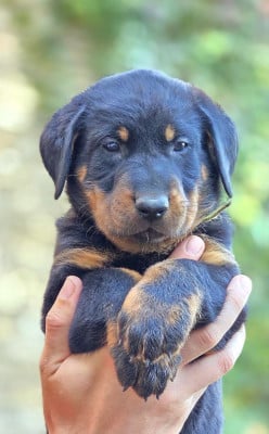 Les chiots de Berger de Beauce
