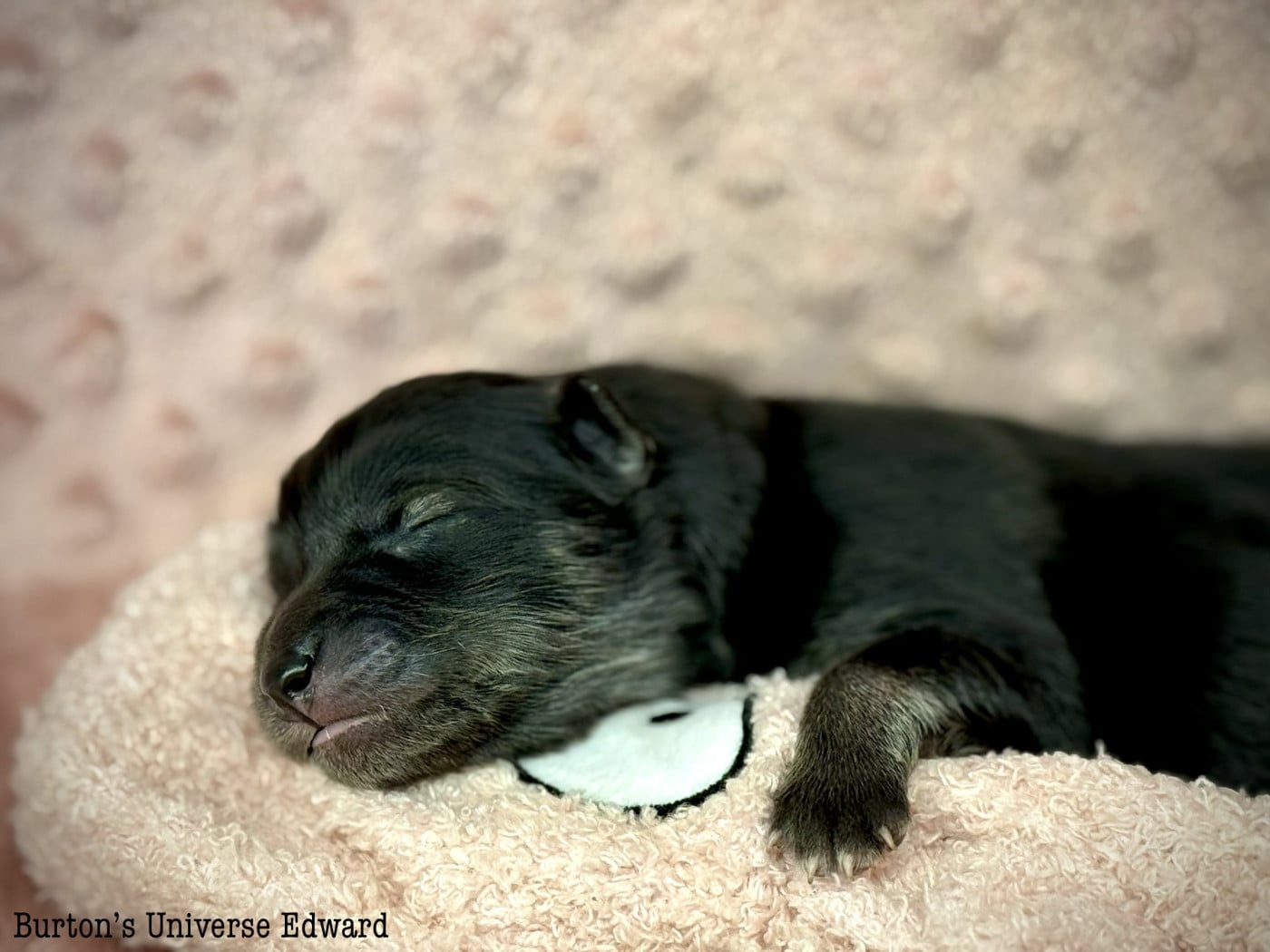 Chiot Chien finnois de Laponie