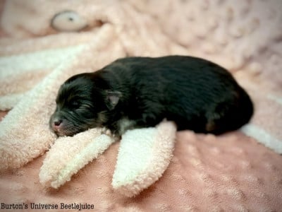 Les chiots de Chien finnois de Laponie