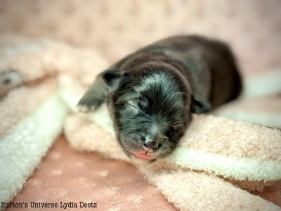Les chiots de Chien finnois de Laponie