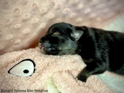 Les chiots de Chien finnois de Laponie