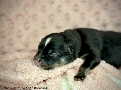 Les chiots de Chien finnois de Laponie