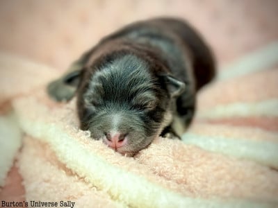 Les chiots de Chien finnois de Laponie