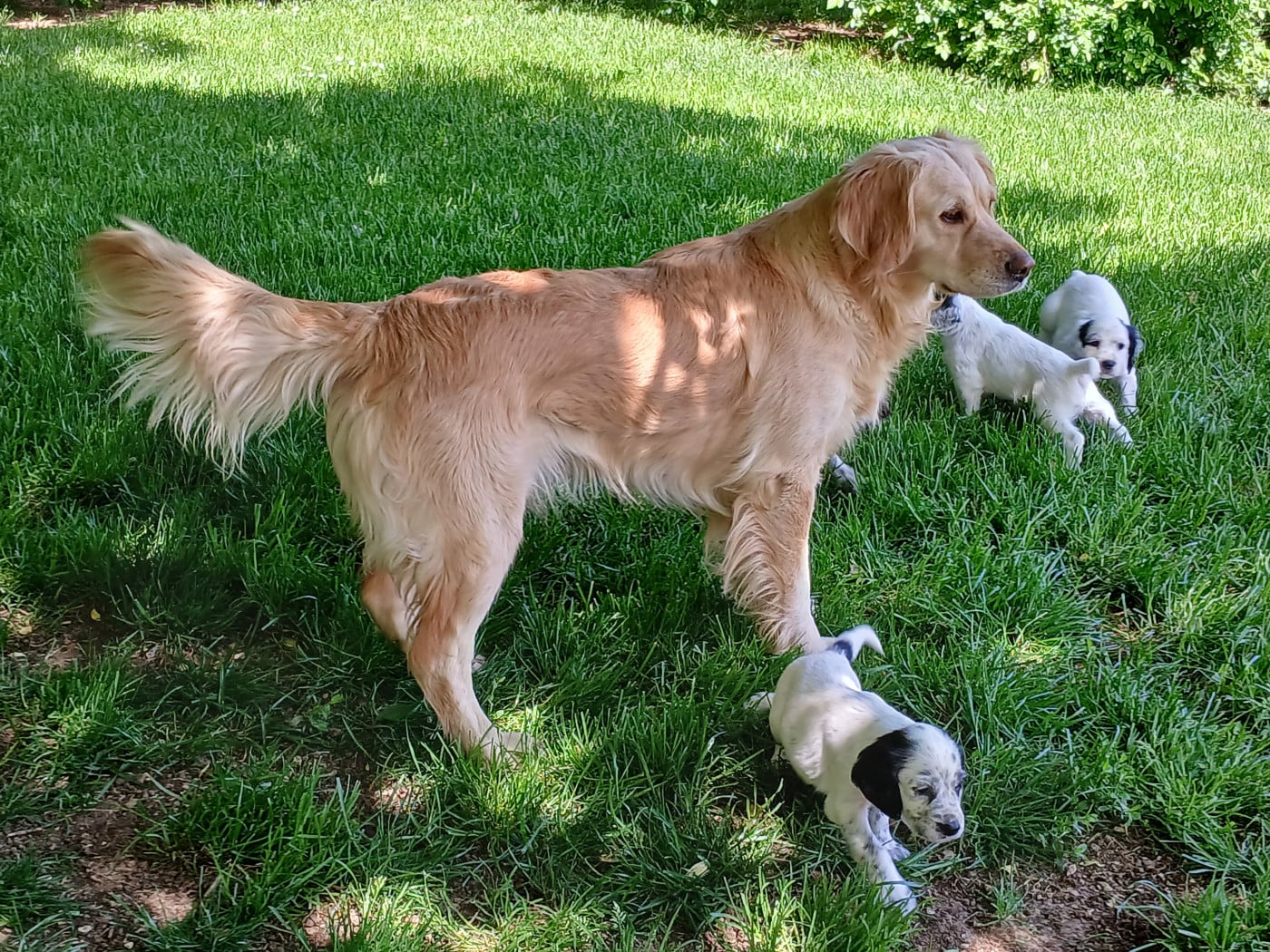 Taïga From Coutances With Love