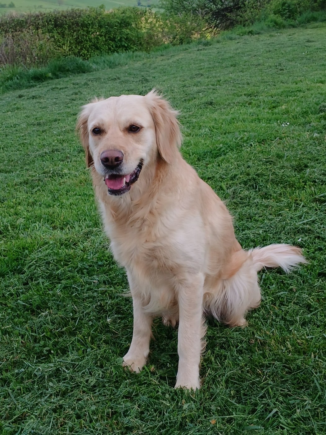 Taïga From Coutances With Love