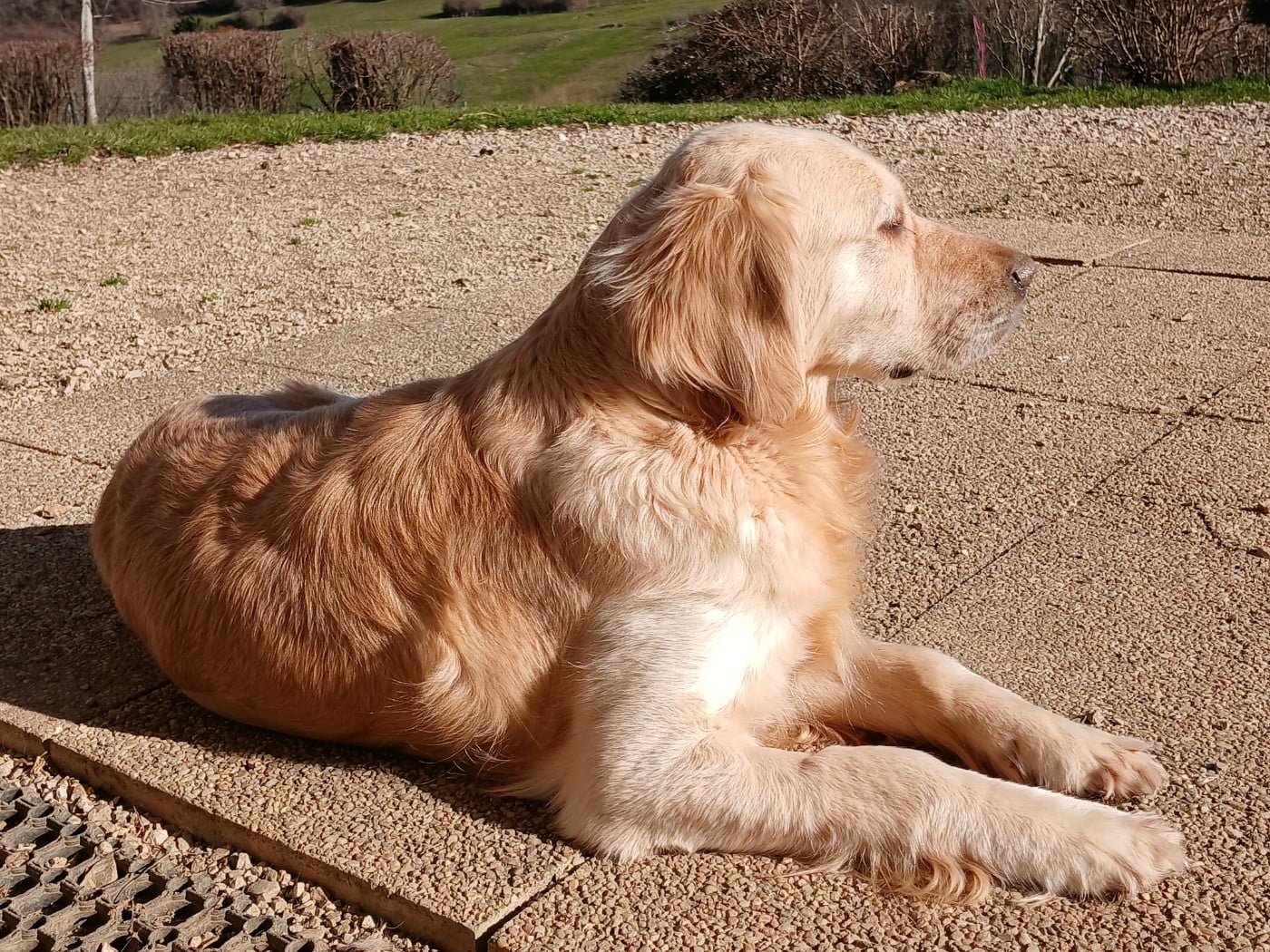 Taïga From Coutances With Love