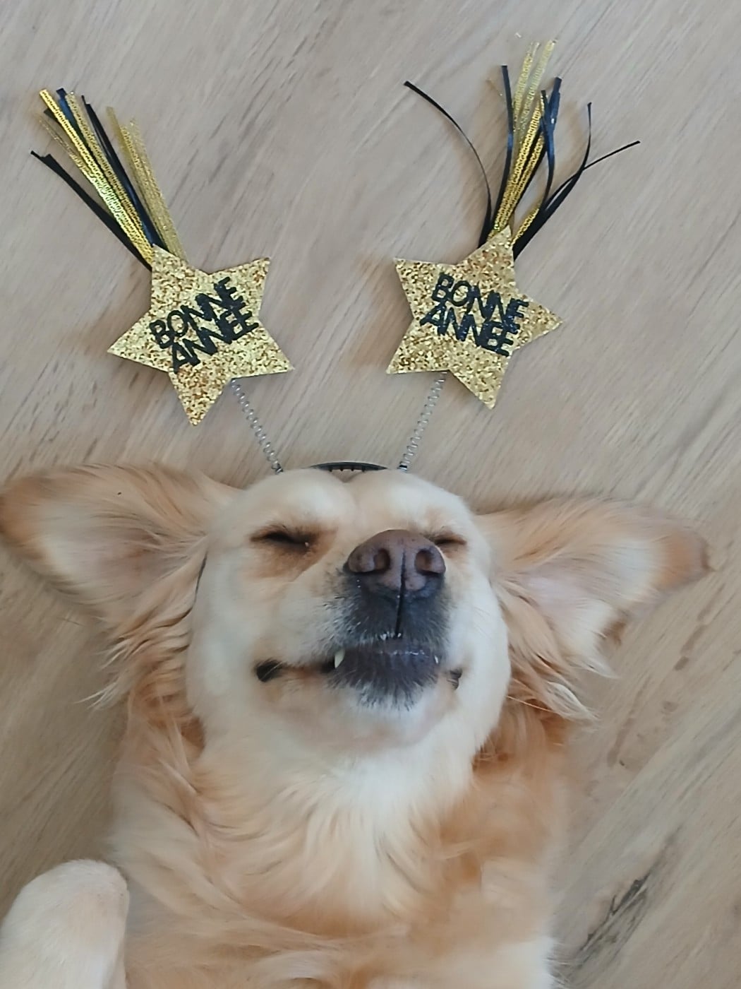 Taïga From Coutances With Love