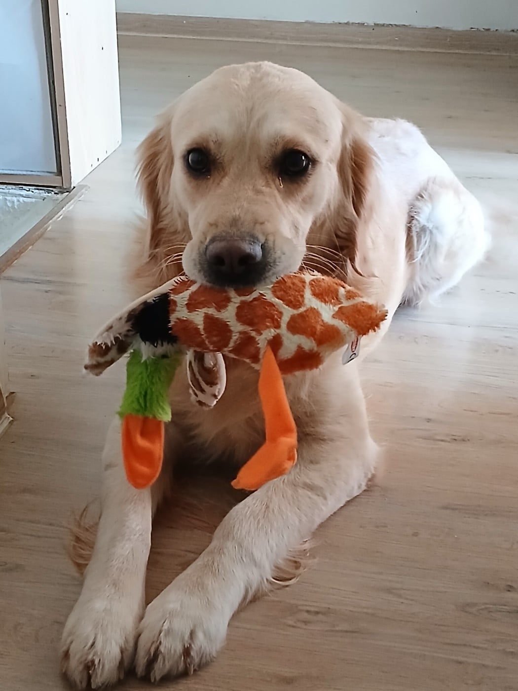 Taïga From Coutances With Love