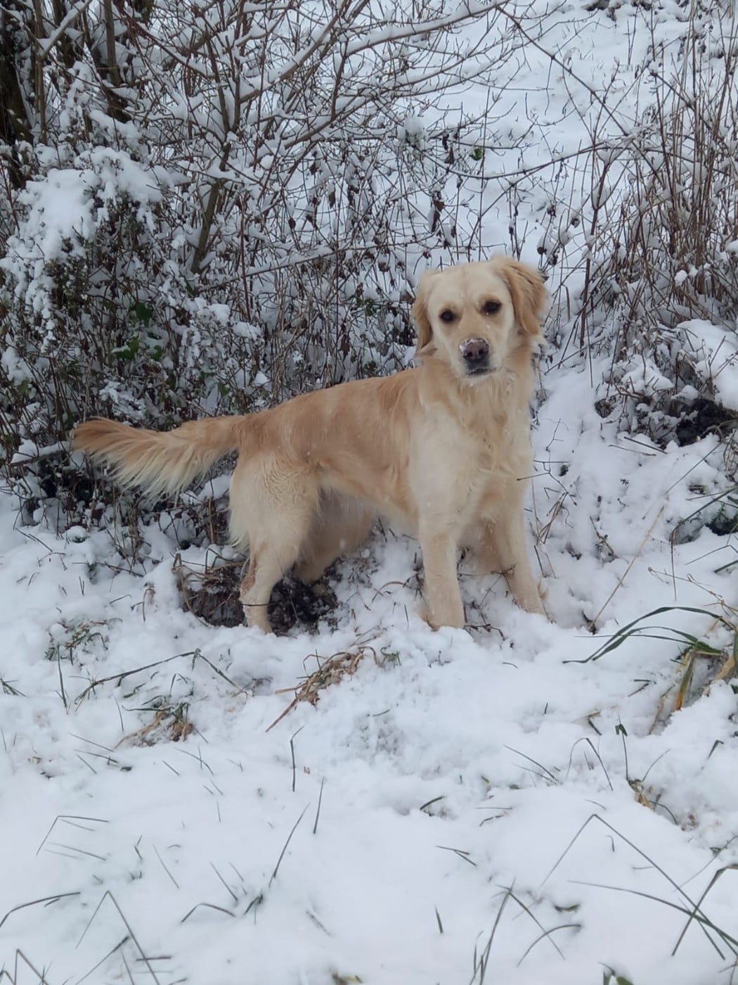 Taïga From Coutances With Love