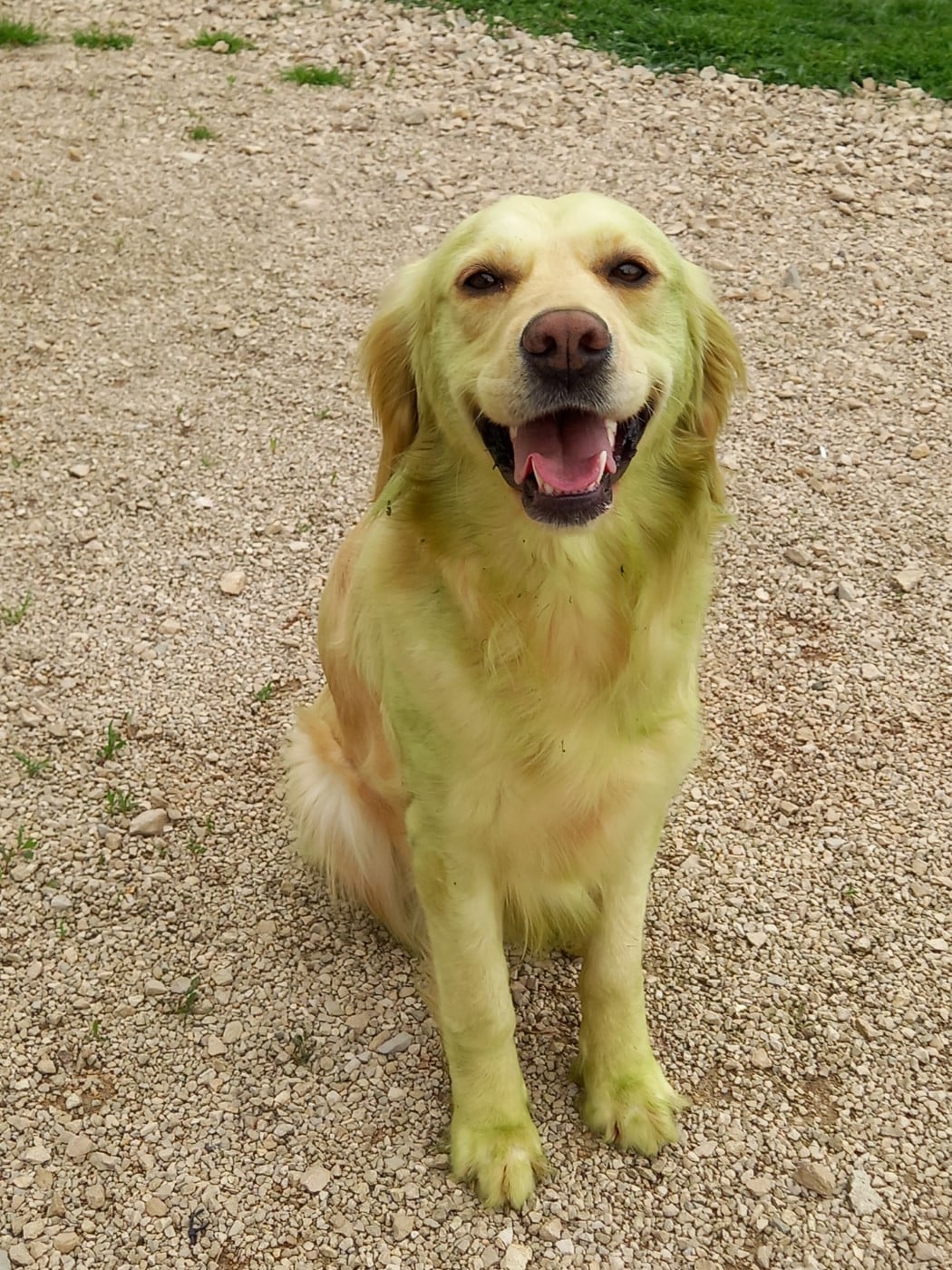 Taïga From Coutances With Love