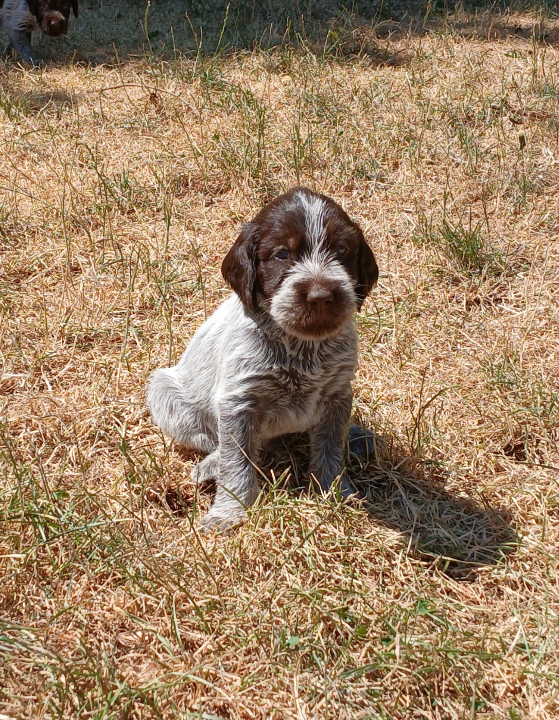 CHIOT 3 - Griffon d'arrêt à poil dur Korthals