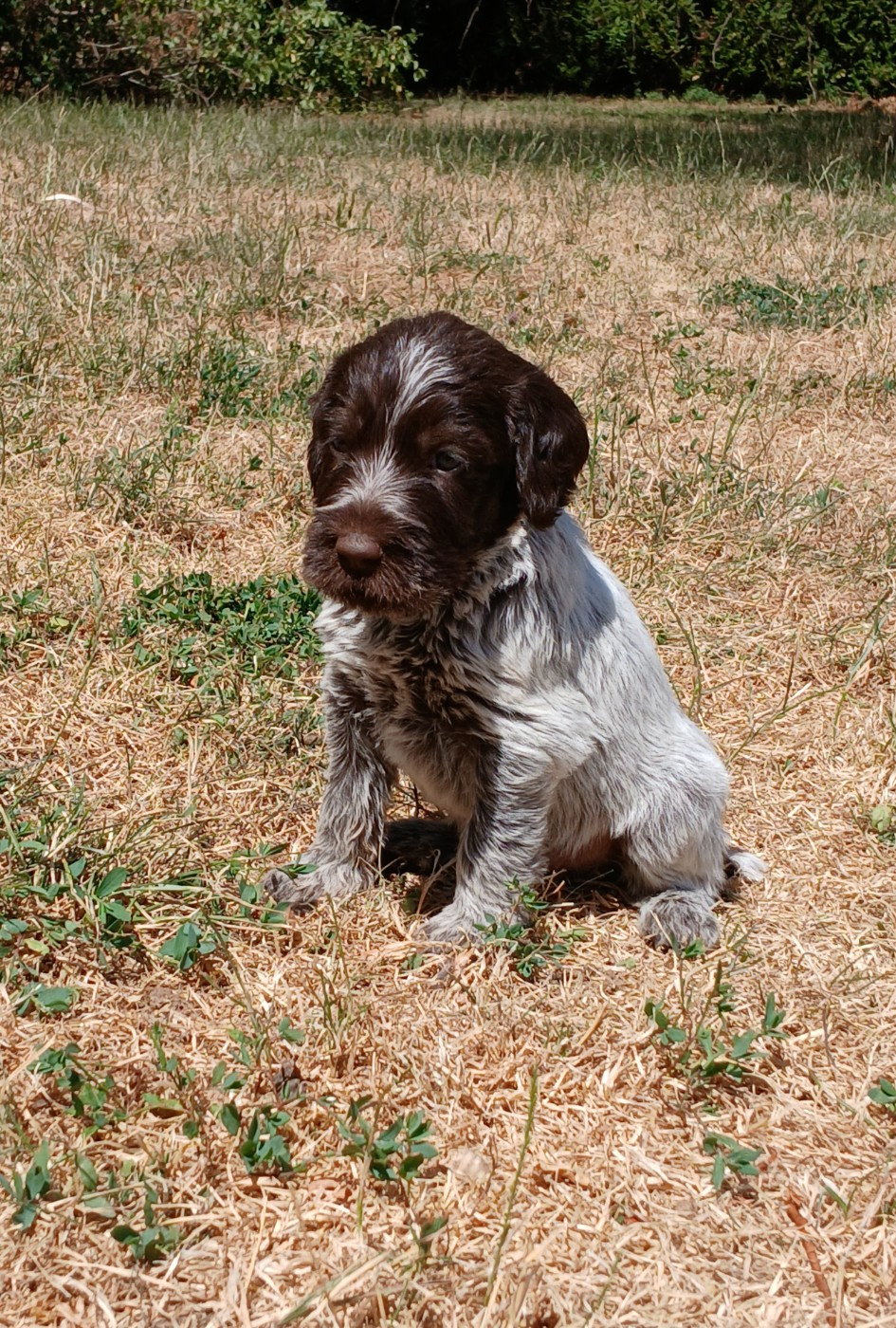 CHIOT 4 - Griffon d'arrêt à poil dur Korthals