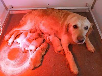 Les chiots de Golden Retriever
