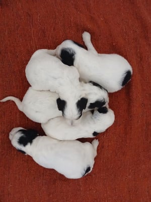 Les chiots de Setter Anglais
