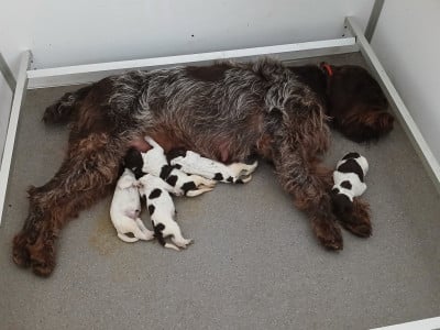 Les chiots de Griffon d'arrêt à poil dur Korthals