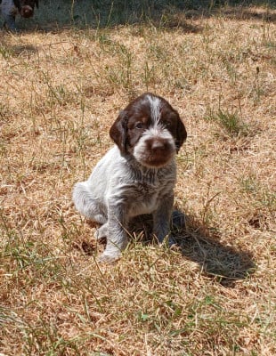 Les chiots de Griffon d'arrêt à poil dur Korthals