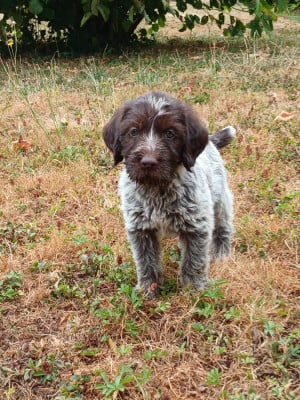 Les chiots de Griffon d'arrêt à poil dur Korthals