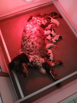 Les chiots de Setter Anglais